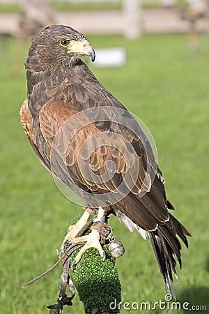 Harris hawk Stock Photo