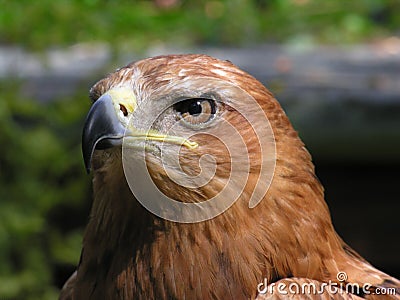 Harris Hawk Stock Photo