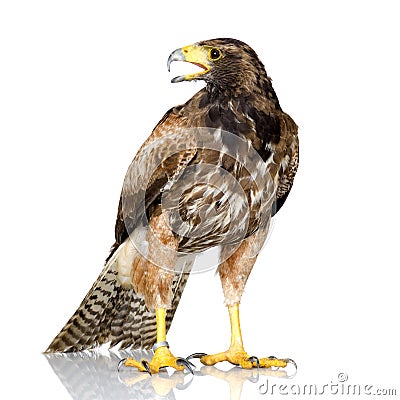 Harris Hawk Stock Photo