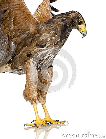 Harris Hawk Stock Photo