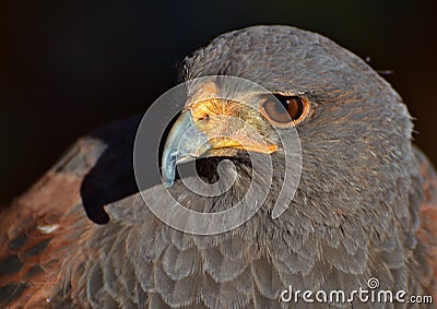 Harris Hawk Stock Photo