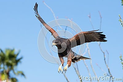 Harris Hawk descending on prey Stock Photo