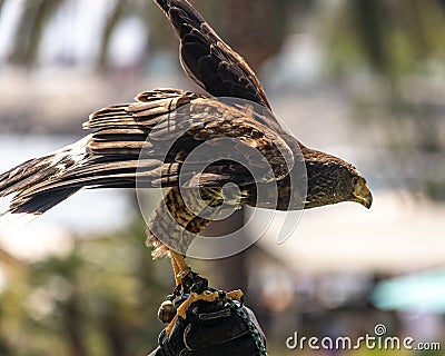 Harris hawk, eagle close-up brown eyes, yellow beak, speckled feathers Stock Photo