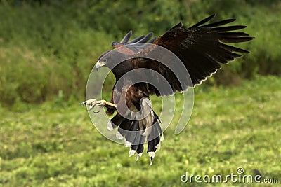 Harris Hawk - Ecuador - South America Stock Photo