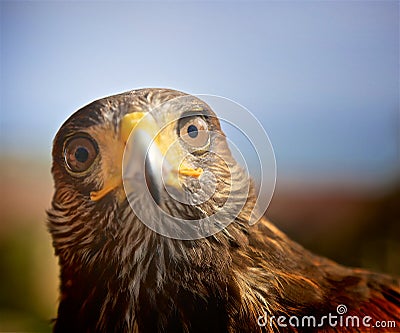 Harris Hawk face Stock Photo