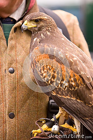 Harris Hawk on gauntlet Stock Photo