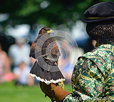 Harris Hawk on gloved Hand Stock Photo