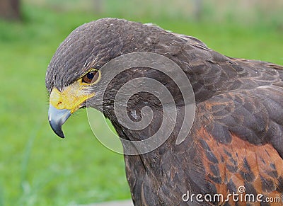 Harris Hawk Stock Photo