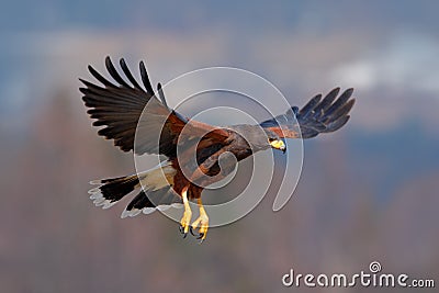 Harris Hawk, Parabuteo unicinctus, bird of prey in flight, in habitat Stock Photo