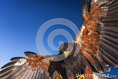 Harris Hawk Stock Photo