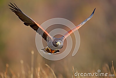 Harris Hawk, Parabuteo unicinctus, landing. Wildlife animal scene from nature. Bird, face flight. Flying bird of prey. Wildlife sc Stock Photo