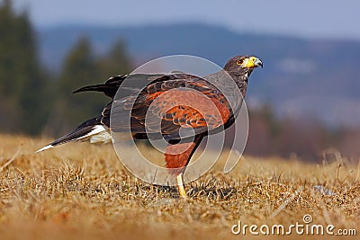 Harris Hawk, Parabuteo unicinctus, sitting in the grass habitat, red bird of prey Stock Photo