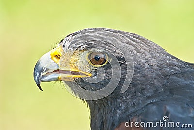 Harris hawk portrait Stock Photo