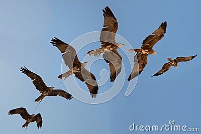 Harris hawk's flight sequence. Stock Photo