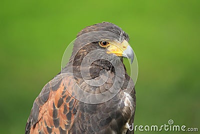 Harris hawk Stock Photo