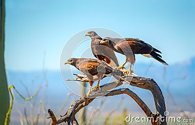 Harris Hawks on branch in Sonoran Desert Stock Photo