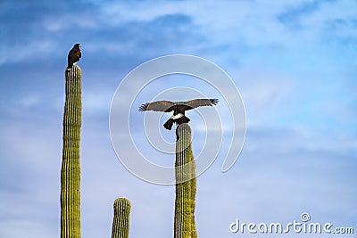 Harris Hawks in the desert. Flying and landing on saguaro cactus's in Northern Arizona, America, USA. Stock Photo