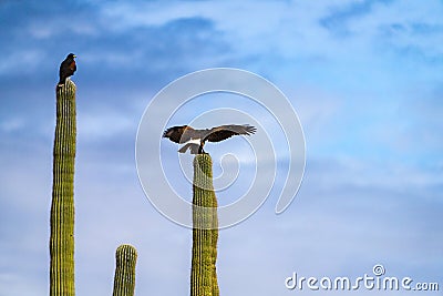 Harris Hawks in the desert. Flying and landing on saguaro cactus's in Northern Arizona, America, USA. Stock Photo