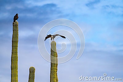 Harris Hawks in the desert. Flying and landing on saguaro cactus's in Northern Arizona, America, USA. Stock Photo