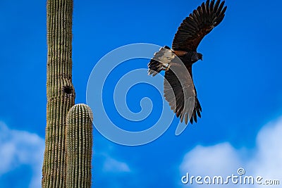 Harris Hawks in the desert. Flying and landing on saguaro cactus's in Northern Arizona, America, USA. Stock Photo