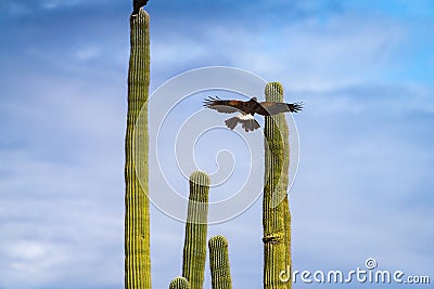 Harris Hawks in the desert. Flying and landing on saguaro cactus's in Northern Arizona, America, USA. Stock Photo