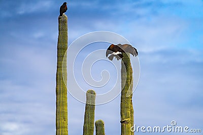 Harris Hawks in the desert. Flying and landing on saguaro cactus's in Northern Arizona, America, USA. Stock Photo