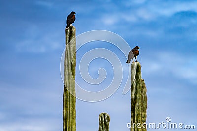 Harris Hawks in the desert. Flying and landing on saguaro cactus's in Northern Arizona, America, USA. Stock Photo