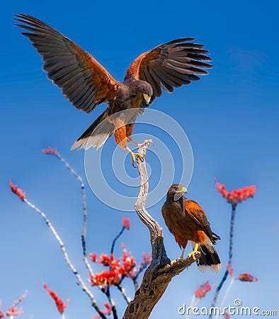 Harris Hawks on Ocotillo Branches Stock Photo