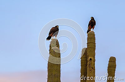 Harris Hawks On Top Of Cactus Stock Photo