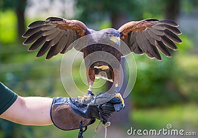 Harris`s hawk bird of prey on hand Stock Photo
