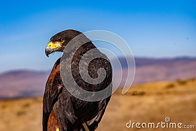 Harris`s Hawk looking to the side Stock Photo