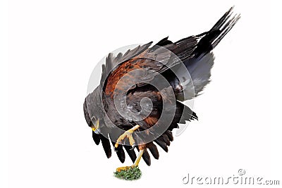 Harris s Hawk (Parabuteo unicinctus) Stock Photo