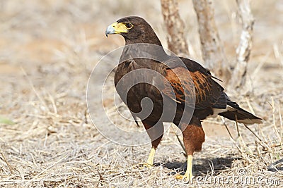 Harris's Hawk (Parabuteo unicinctus) perched on the ground - Tex Stock Photo