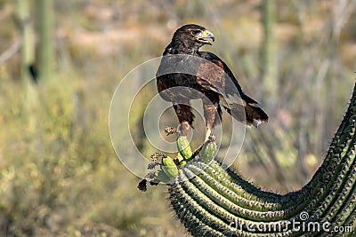 Harris`s Hawk Parabuteo unicinctus in Sonoran Desert Stock Photo