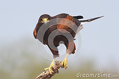 Harris's Hawk - Texas Stock Photo