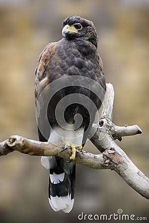 Harriss hawk Stock Photo