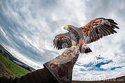 Harris's Hawk wings outstretched glove falconer Stock Photo