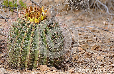 Harris's Antelope Squirrel Stock Photo