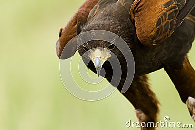 Harriss Hawk Stock Photo