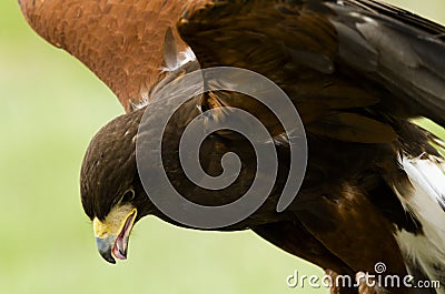 Harriss Hawk Stock Photo