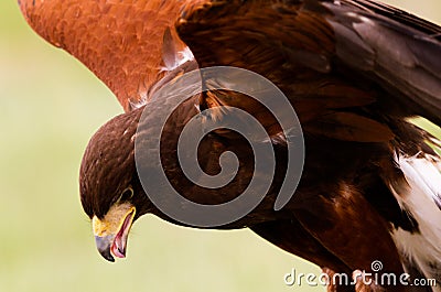 Harriss Hawk Stock Photo