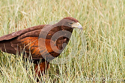 Harriss Hawk Stock Photo