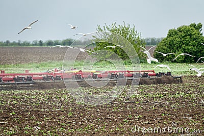 Harrowing of spring field and gulls Stock Photo