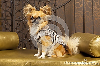 Harry Chihuahua dog Stock Photo