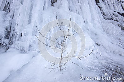 Harsh Climate, Survival, Resilience, Strength Stock Photo