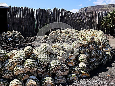 The hart from Agave plant to make Mescal or Mezcal Stock Photo