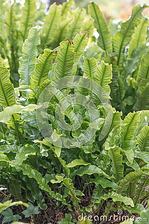 Harts-tongue fern Asplenium scolopendrium, growing in natural habitat Stock Photo