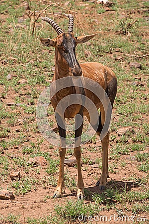 Hartebeest Alcelaphus buselaphus, also known as kongoni Stock Photo