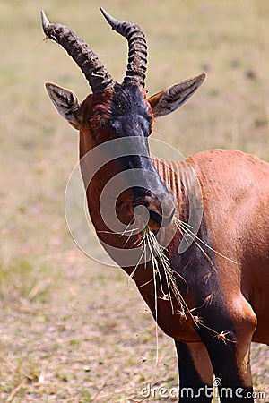 Hartebeest Antelope - Safari Kenya Stock Photo