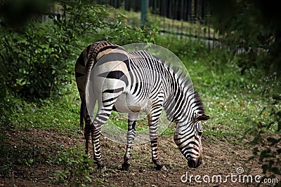 Hartmann's mountain zebra (Equus zebra hartmannae). Stock Photo